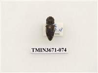 藏品(叩頭蟲(2))的圖片